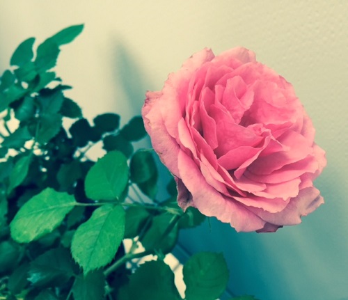 2015ベランダのバラ
